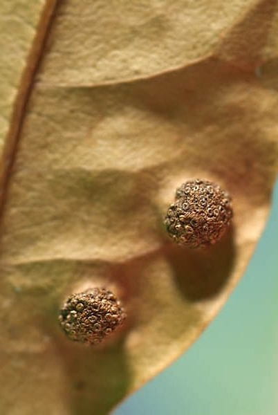 Aecidium osmanthi looking like leaf pimples