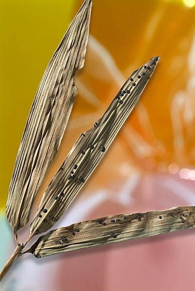 Coccostroma arundinariae on orangish background